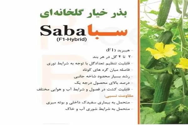 تصویر 5 از قیمت بذر خیار سبا + خرید ارزان و بدون واسطه